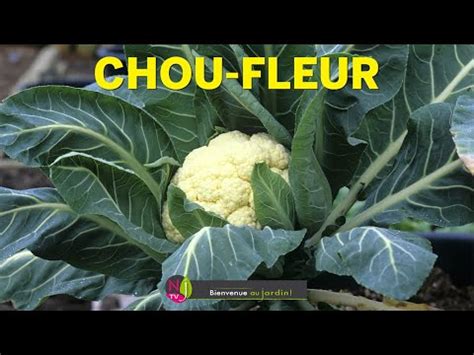 petit chou fleur meaning.